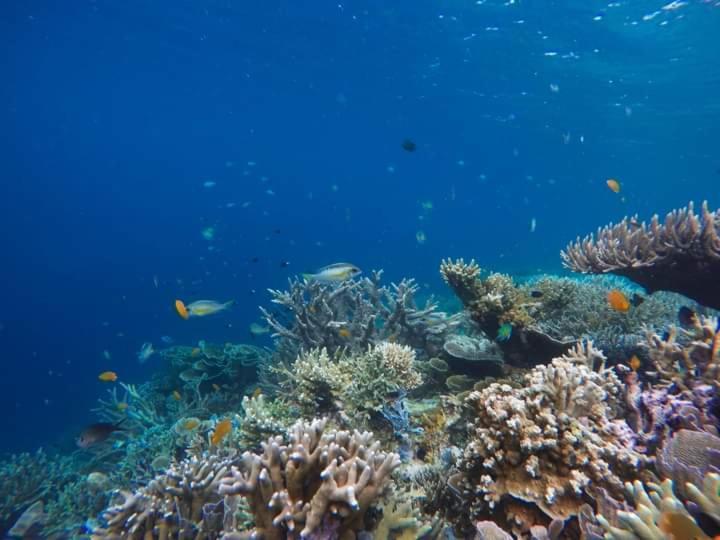Mambetron Homestay Raja Ampat Pulau Mansuar Luaran gambar